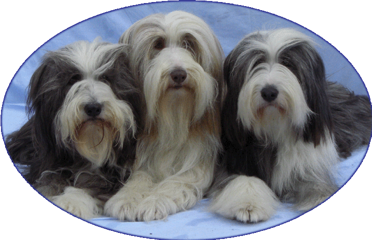 Treten sie ein und haben viel  Freude mit unseren Hunden haben !